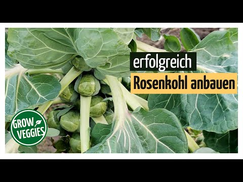 , title : 'Rosenkohl erfolgreich anbauen | Gemüseanbau im Garten | Sprossenkohl @Gartengemüsekiosk'