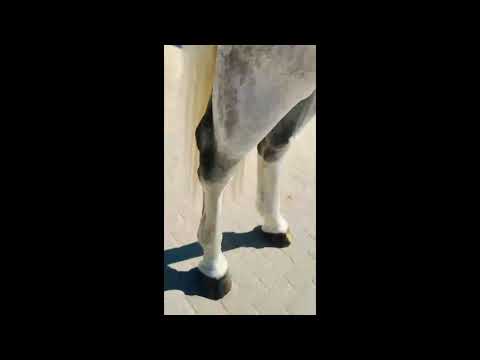 OBC-Carl-O (CELLESTIAL x LANDGOLD) - Video 10 video thumbnail