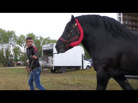 Armăsarii lui Fănel de la Dornești - Suceava