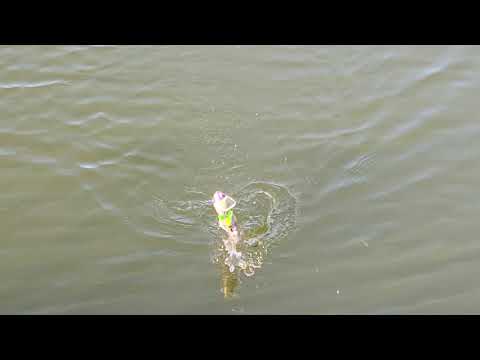 Swimbait Review: Sac Pig 1pc and 2pc Rats