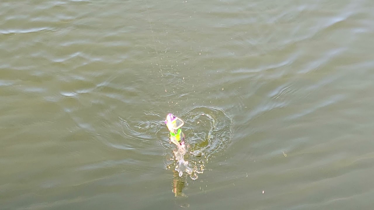 Swimbait Review: Sac Pig 1pc and 2pc Rats