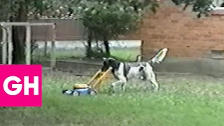 When your dog is smarter than you