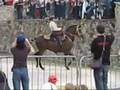équitation portugaise en amazone Cheval de Bataille