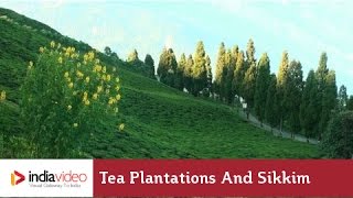 Tea Plantations and Sikkim