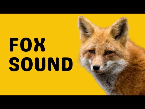 Fox Sound | Scream