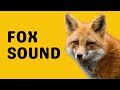 Fox Sound Scream