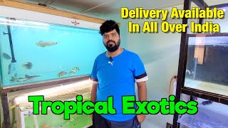 Huge Fish Stock at Tropical Exotics Aquarium I Delivery Available All Over India