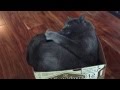 Whose Tail Is This
