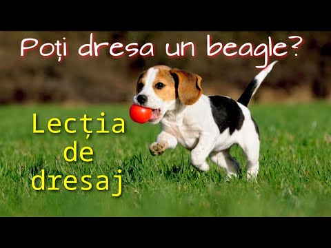 cum să mi fac beagle să piardă în greutate)