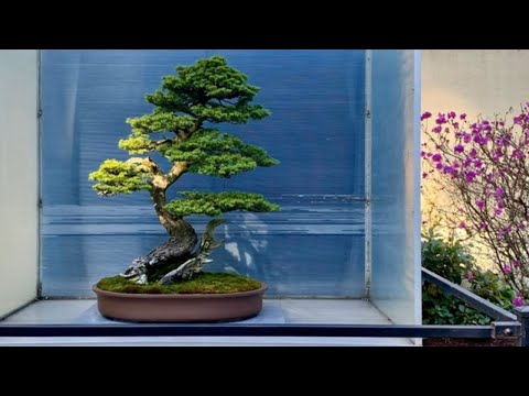 United States of America bonsai exhibition part 8