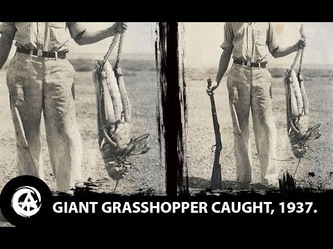 image-What size is the biggest grasshopper?