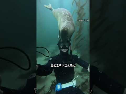 海豹其實就是一隻海洋裡的小狗 #動物 #動物世界