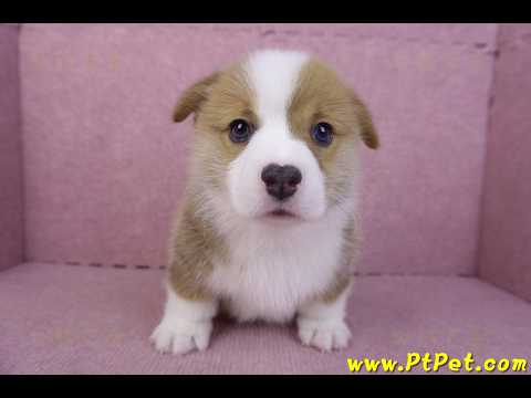 11/30雙色柯基犬公幼犬1號(屏東萬丹)