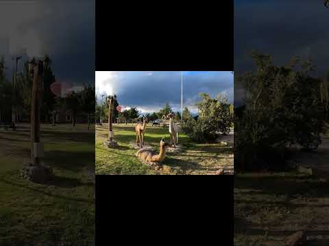 Esto es LAGO POSADAS y sus BELLEZAS NATURALES | Santa Cruz