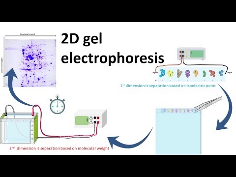 2D-Gelelektrophorese
