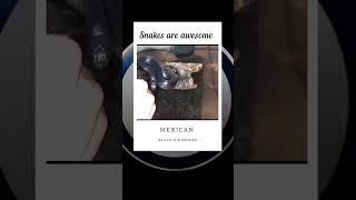 Mexican Black Kingsnake