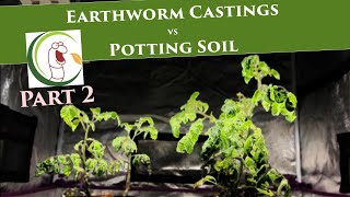 Earthworm Castings vs Potting Soil (PART 2) | VermisTerra and PRO-MIX