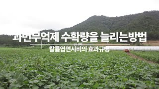 고구마 순 억제시키면서 수확량 1.6배 까지 늘리는  방법