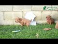 Miniature Poodle dogs for sale: Ginger  - Video 1