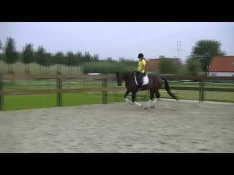 G-Punct, 3yr old mare by Blickpunkt x Ulft x Ramiro