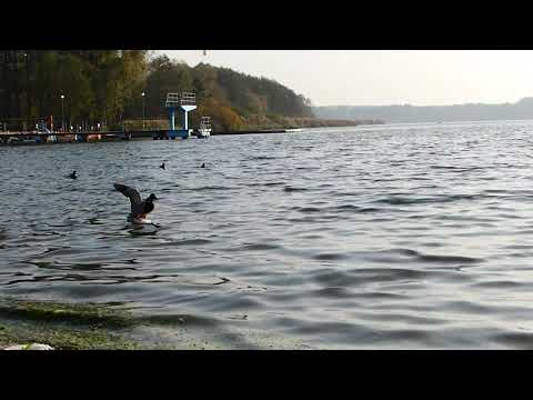 ducks quacking, eating and  splashing on the river - Relaxing sounds of nature.