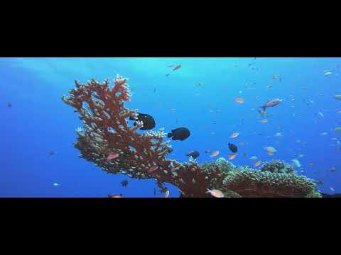 Relaxing Piano Music-Essential Escape ,Stress Relief, Spa Music Relaxation , Massage,and Meditation