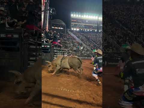 Coveted bull from the Tércio Miranda Company | Best bull of Barretos 2024 | #cowboy #rodeo #barretos