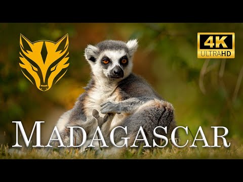 Madagascar Wildlife Adventure - The Land of Wonders 4K
