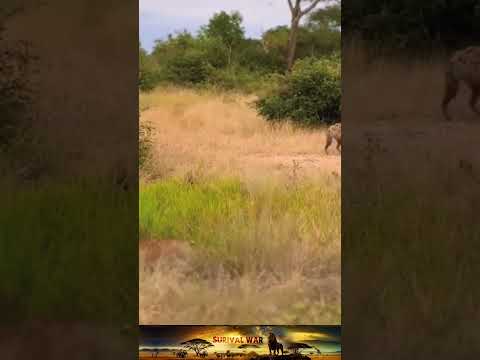 Wild animals prey #05 #shorts #surivalwar #leopard