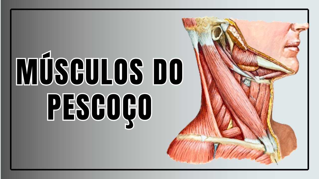 MÚSCULOS DO PESCOÇO - Corpo Quiz