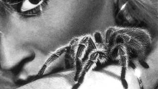 Chick Willis - Black Widow Spider