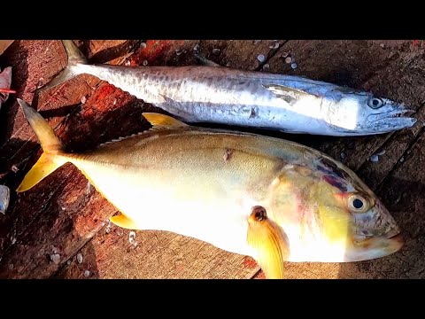 SEER FISH vs TREVALLY FISH | FISH CUTTING SKILL | NEGAMBO FISH MARKET IN SRI LANKA 🇱🇰