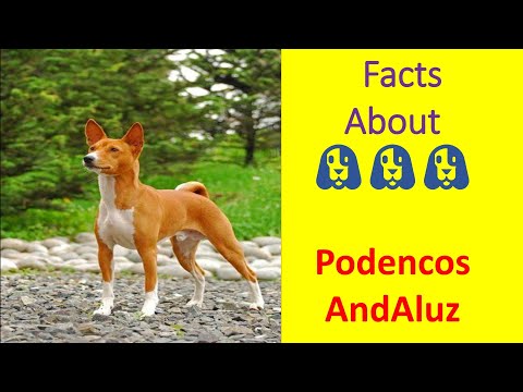 Podenco Andaluz :: #twenty one part || about dog breeds ¦¦ by Dogumentery on Breeds