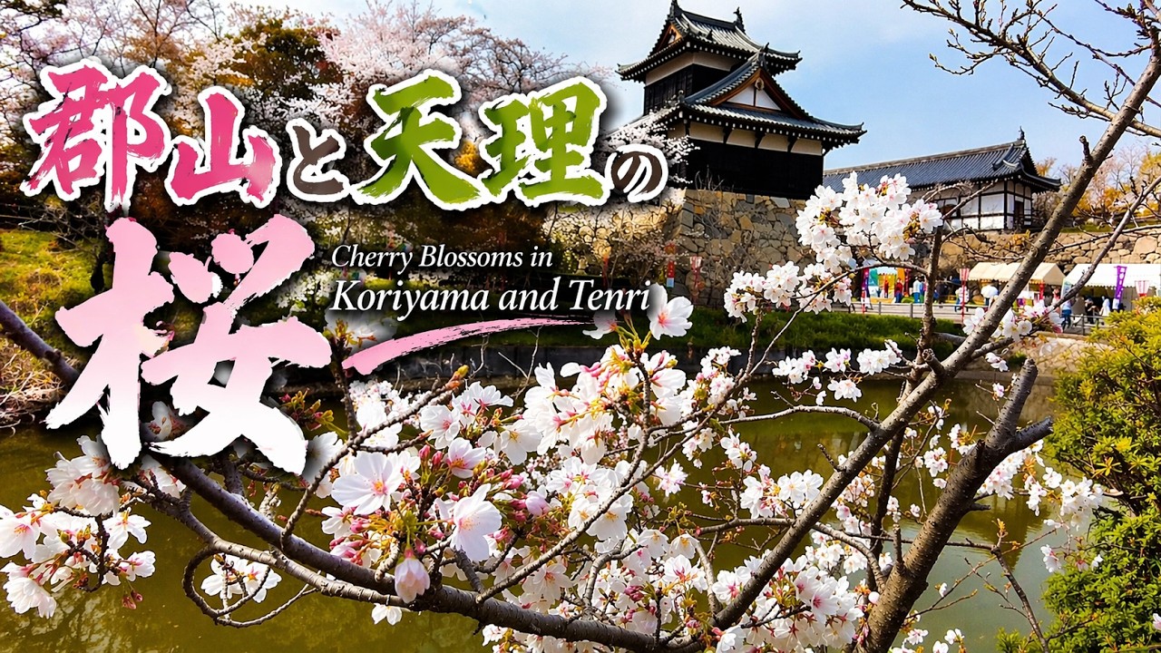 【奈良】郡山と天理の桜🌸 Cherry Blossoms in Koriyama and Tenri | Nara, Japan (2026)