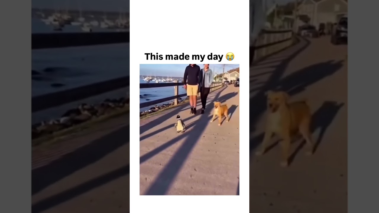 Walk It Out! 🐕 😂