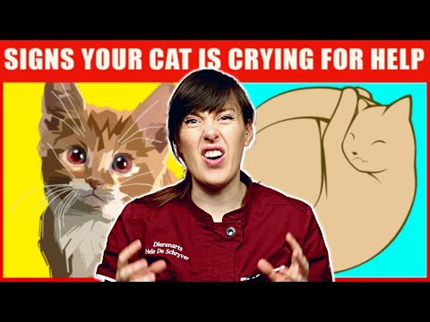 Is my cat sick? Real Veterinarian Reacts to 19 Signs Your Cat Is Crying For Help | VET ADVICE