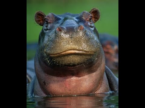 Video Hama and Hull EA for Mt4 by ZooCapital