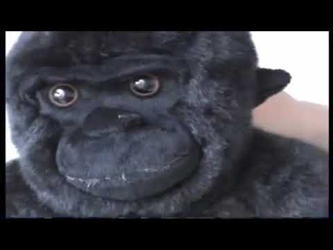 Cadbury Gorilla Adverts!