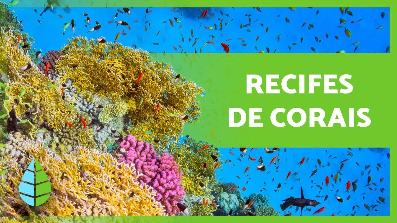 O que são RECIFES de CORAIS 🌿🐠 (Tipos, como são formados e importância)