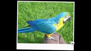 preview picture of video 'Il parco dei pappagalli'
