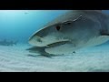 5 Facts You May Not Know About Tiger Sharks