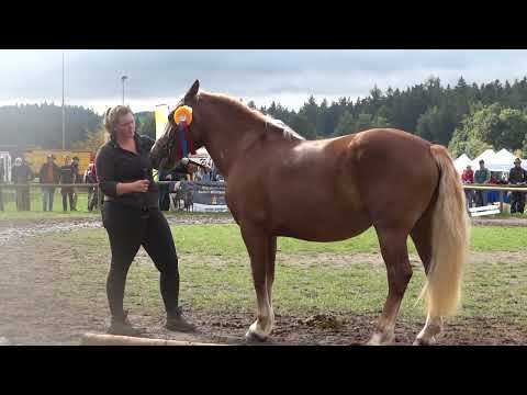 Rossfest 2022 - Schrittring - 3 Jährige  SchwK Stuten - 2. Abteilung  - Sankt Märgen am 11.09.2022