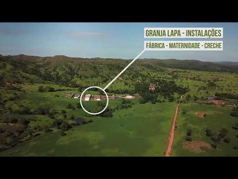 Fazenda Lapa - Pecuária e Suinocultura
