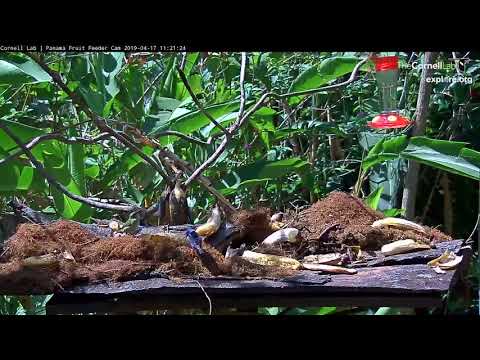 Red-legged Honeycreeper Pair Forage In The Dappled Sunlight – April 17, 2019