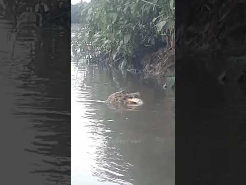 JACARE #campogrande #ms #pantanal #matogrossodosul