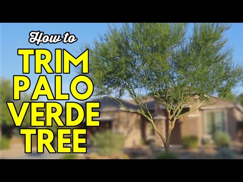 How to Trim a Palo Verde Tree