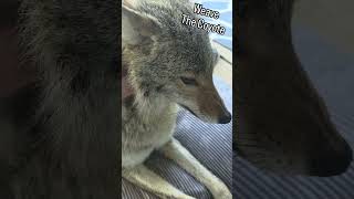 Download lagu COYOTE EDUCATION! 🐺 #coyote #weavethecoyote #puppy #cute #animals #animal #nature #pets #pet #love mp3