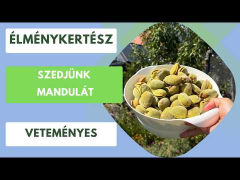 Itt az első mandulaszüret a kertben!🌳 Mennyi lett a termés?