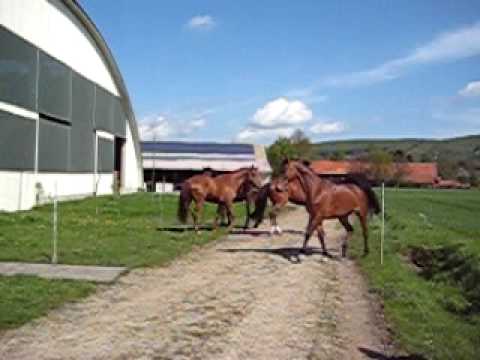 Weideaustrieb 2008, Lohoff Volmerdingsen