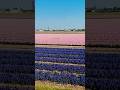 Wait For It These Dutch Flower Fields Look Unreal From Above You Won T Believe The Colours